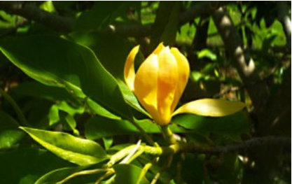Ngọc lan hoa vàng - Trung Tâm Giống Cây Trồng Công Nghệ Cao Việt Nam